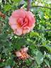 Florence Arthaud rose photo