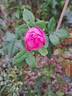 Comtesse Cécile de Chabrillant rose photo