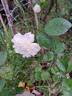 Marina Picasso rose photo