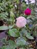 Maria Mathilda rose photo