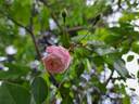 Adélaide d'Orléans rose photo