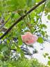 Adélaide d'Orléans rose photo