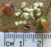Acervate rose photo
