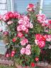 Betty Boop ™ rose photo