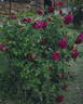 Chianti rose photo