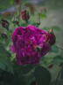 Chianti rose photo