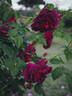 Chianti rose photo