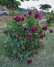 Chianti rose photo