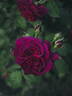 Chianti rose photo
