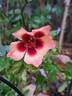 Fancy Babylon Eyes rose photo