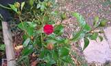 Bordeaux rose photo