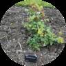 Bordure Abricot rose photo