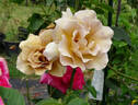 Eventail d'Or rose photo