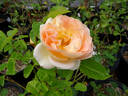 La Belle Peau rose photo
