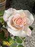 White Delight rose photo
