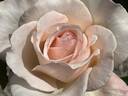White Delight rose photo