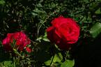 Alec's Red® rose photo