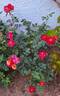 Fireworks ™ rose photo