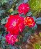 Fireworks ™ rose photo