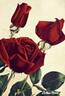 Colleen Moore rose photo