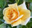 Sweet Jane™ rose photo