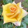 Ffion rose photo