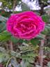 Comtesse Cécile de Chabrillant rose photo