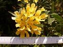 <i>Rosa banksiae</i> f. <i>lutescens</i> Voss rose photo