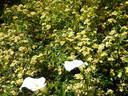 <i>Rosa banksiae</i> f. <i>lutescens</i> Voss rose photo