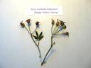 <i>Rosa banksiae</i> f. <i>lutescens</i> Voss rose photo
