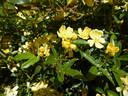 <i>Rosa banksiae</i> f. <i>lutescens</i> Voss rose photo