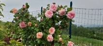 Vanguard rose photo