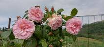 Vanguard rose photo