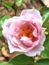 Coup de Coeur rose photo