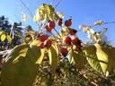 R. glomerata rose photo