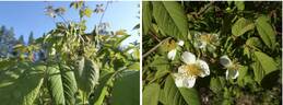 R. glomerata rose photo