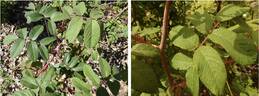 R. glomerata rose photo