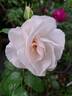 Maria Mathilda rose photo