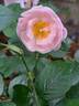 Utopia rose photo
