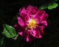 International Herald Tribune rose photo