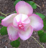 Madame de Watteville rose photo