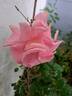 Ville de Saumur rose photo