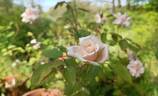 Safrano rose photo