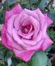 Fragrant Plum rose photo