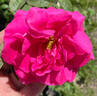 Président Willermoz rose photo