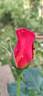 Saturnia rose photo
