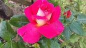 Saturnia rose photo
