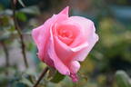 Sylvia rose photo