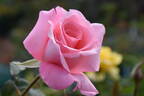 Sylvia rose photo
