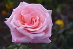 Sylvia rose photo